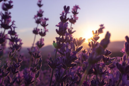 Lavender flower field closeup on sunset, fresh purple aromatic flowers for natural background. Design template for lifestyle illustration. Violet lavender field in Provence, France.の写真素材