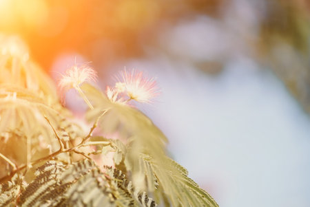 Albizia julibrissin with green leaves and pink fluffy flowers - also named Persian silk tree or pink silk tree. Selective focus.の写真素材