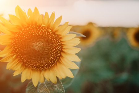 Bright Sunflower Flower: Close-up of a sunflower in full bloom, creating a natural abstract background. Summer time. Field of sunflowers in the warm light of the setting sun. Helianthus annuus.の写真素材