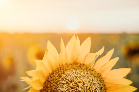 Bright Sunflower Flower: Close-up of a sunflower in full bloom, creating a natural abstract background. Summer time. Field of sunflowers in the warm light of the setting sun. Helianthus annuus.の写真素材