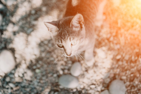a cute grey kitty, calmly sitting and looking into the camera with its piercing green eyesの写真素材