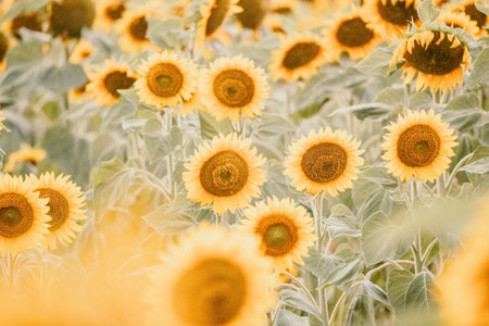 Bright Sunflower Flower: Close-up of a sunflower in full bloom, creating a natural abstract background. Summer time. Field of sunflowers in the warm light of the setting sun. Helianthus annuus.の写真素材