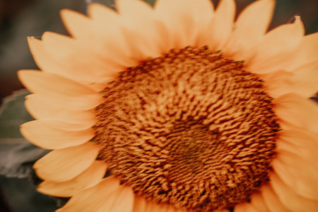 Bright Sunflower Flower: Close-up of a sunflower in full bloom, creating a natural abstract background. Summer time. Field of sunflowers in the warm light of the setting sun. Helianthus annuus.の写真素材