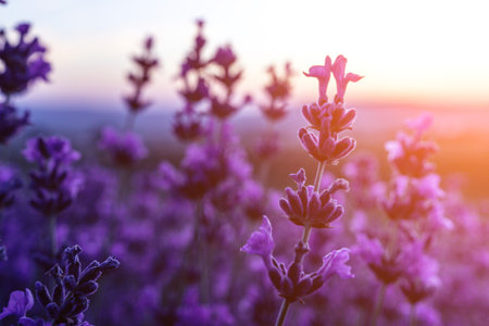 Lavender flower field closeup on sunset, fresh purple aromatic flowers for natural background. Design template for lifestyle illustration. Violet lavender field in Provence, France.の写真素材