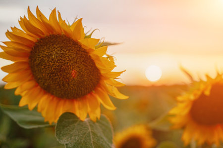 Bright Sunflower Flower: Close-up of a sunflower in full bloom, creating a natural abstract background. Summer time. Field of sunflowers in the warm light of the setting sun. Helianthus annuus.の写真素材
