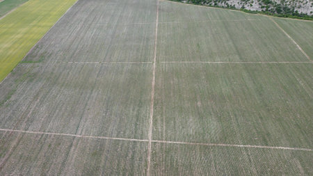 Aerial Lavender fields. Endless rows of blooming lavender fields on summer sunset time. Lavender Oil...