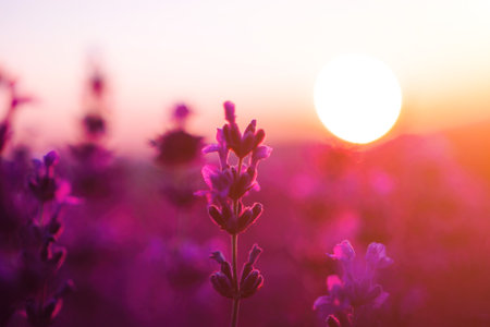Lavender flower field closeup on sunset, fresh purple aromatic flowers for natural background. Design template for lifestyle illustration. Violet lavender field in Provence, France.の写真素材