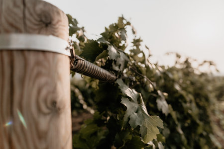 Clusters of ripe sweet grapes among the green leaves of grape bushes. Autumn magic. Smooth rows of vineyards.の写真素材