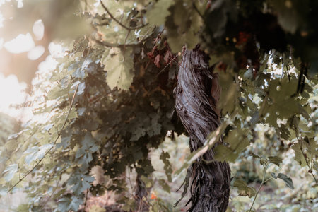 Clusters of ripe sweet grapes among the green leaves of grape bushes. Autumn magic. Smooth rows of vineyards.の写真素材