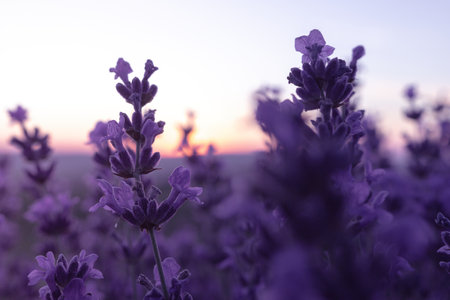Lavender flower field closeup on sunset, fresh purple aromatic flowers for natural background. Design template for lifestyle illustration. Violet lavender field in Provence, France.の写真素材