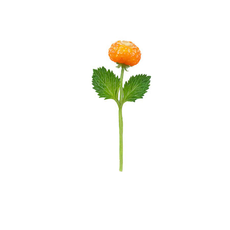Cloudberry with orange berries and green leaves in dramatic arrangement Food and culinary conceptの素材