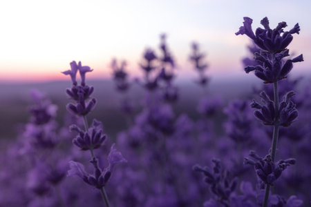 Lavender flower field closeup on sunset, fresh purple aromatic flowers for natural background....