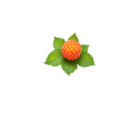 Salmonberry with orange berries and green leaves in dynamic swirl Food and culinary conceptの素材