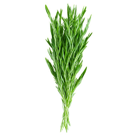 Fresh tarragon leaves bright green color slender shape glossy surface Food and culinary conceptの素材