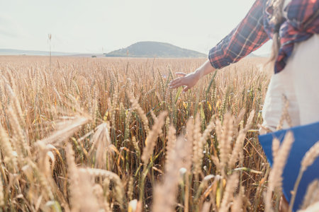 Woman wheat field. Agronomist, Woman farmer check golden ripe barley spikes in cultivated field....