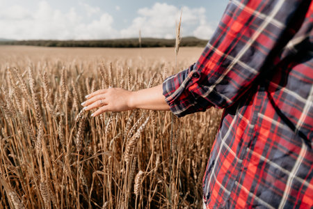 Woman wheat field. Agronomist, Woman farmer check golden ripe barley spikes in cultivated field....