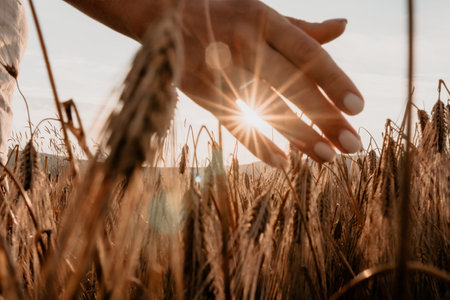 Golden Wheat Field with Hand and Sunの写真素材