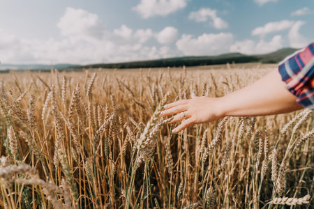 A Hand Reaching Through a Golden Wheat Fieldの写真素材