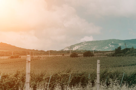 A rows of fields along roadの写真素材