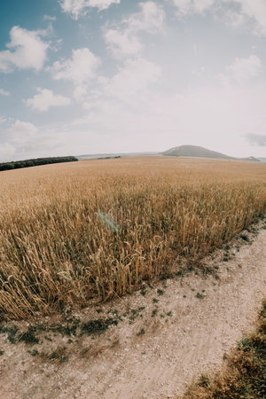 Golden Wheat Field Under a Blue Skyの写真素材