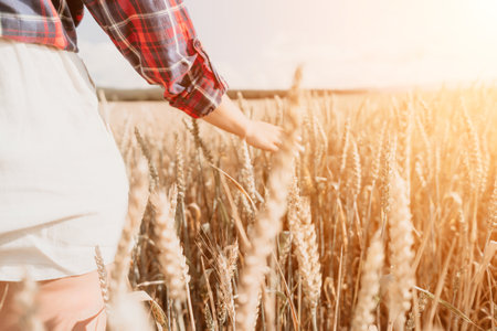 Woman wheat field. Agronomist, Woman farmer check golden ripe barley spikes in cultivated field. Closeup of female hand on plantation in agricultural crop management concept. Slow motionの写真素材