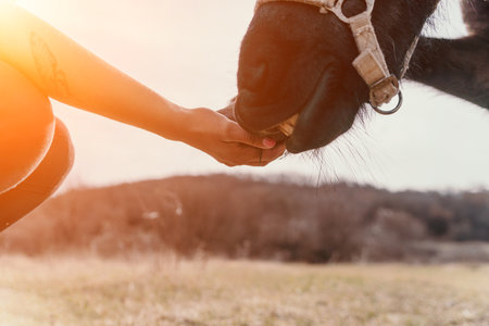 Horse Hand Feeding Pasture Close-up: A persons hand feeds a black horse in a pasture with a blurry background.の写真素材
