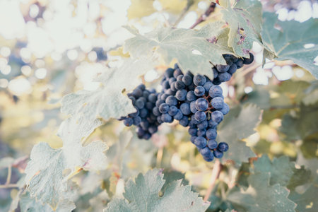 Close-up of a Grape Bunch Hanging on a Vineの写真素材