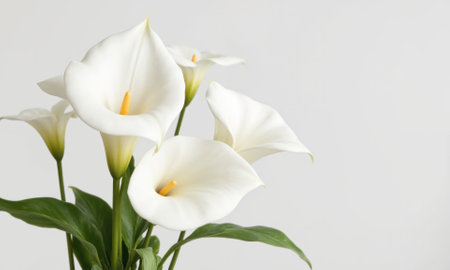 Calla Lily (Zantedeschia spp.) Elegant flowering plant with tall, sleek stems and trumpet-shaped flowers. Calla lilies are commonly grown inの素材