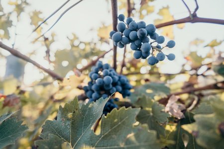 Close-Up of Blue Grapes Hanging on a Vineの写真素材