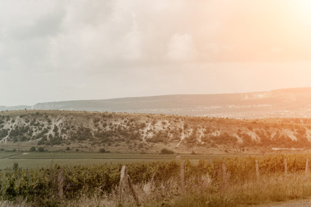 A rows of winery along roadの写真素材