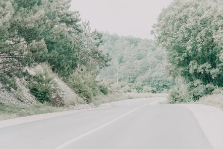 A Winding Road Through a Verdant Forestの写真素材
