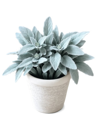 Lambs Ear (Stachys byzantina) Soft, velvety silver foliage in a clay or wicker pot, commonly used for textural contrastの素材