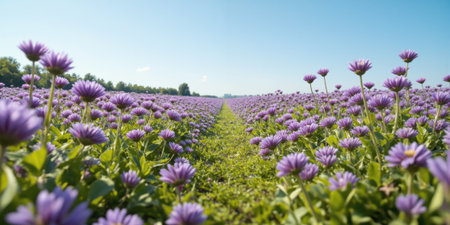 Purple Wildflowers A field of vibrant purple wildflowers, stretching towards the horizon. The sky is a clear blue. Bright, sunnyの素材