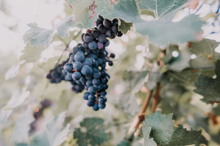 Grapes Hanging From a Vine