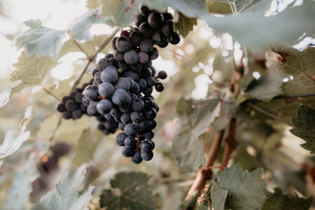Closeup of Ripe Grapes Hanging on a Vine