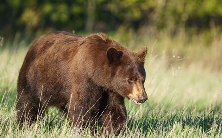 Grizzly Bear at Glacier National Parkの写真素材