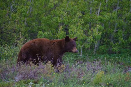 Grizzly bear Ursus arctos horribilis in Many Glacier, Glacier National Park, Montana, United States of America, North Americaの写真素材