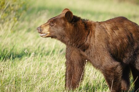 Grizzly bear Ursus arctos horribilis in Many Glacier, Glacier National Park, Montana, United States of America, North Americaの写真素材
