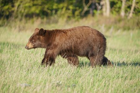 Grizzly bear Ursus arctos horribilis in Many Glacier, Glacier National Park, Montana, United States of America, North Americaの写真素材