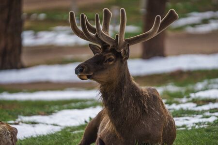 Elk, Cervus canadensis, also known by their Native American name wapiti, are among the largest and most abundant wild animals in Rocky Mountain National Park. の写真素材