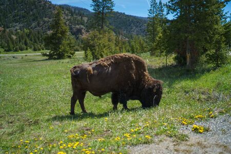 American Bison graze at the Grand Teton National Park with the Grand Teton Range in the background, Wyomingの写真素材