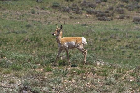 Grazing Pronghorn on a Cloudy Day in Grand Teton National Park, Wyomingの写真素材