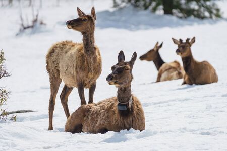 Elk, Cervus canadensis, also known by their Native American name wapiti, are among the largest and most abundant wild animals in Rocky Mountain National Park.の写真素材
