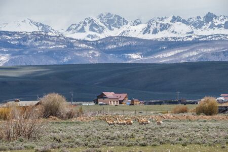 Grazing Pronghorns on a Cloudy Day in Grand Teton National Park, Wyomingの写真素材