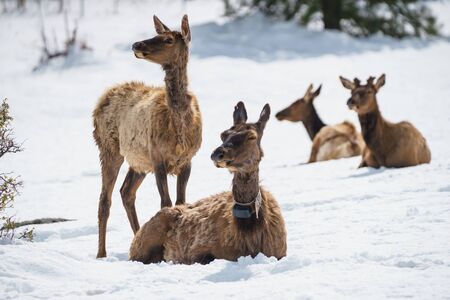 North American Elk grazing in Rocky Mountain National Park, Coloradoの写真素材