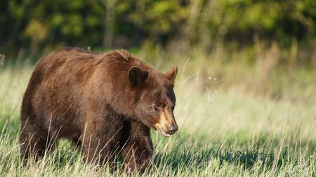 Grizzly bear in National Park, Montana, United States of America, North Americaの写真素材