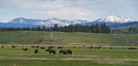 Herd of bison in field of Grand Teton National park, Wyoming ,USAの写真素材