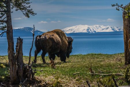 American Bison at Yellowstone Lake in the Yellowstone National Park, Wyomingの写真素材