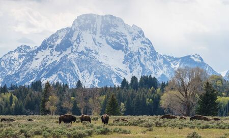 American Bison graze at the Grand Teton National Park with the Grand Teton Range in the background, Wyomingの写真素材