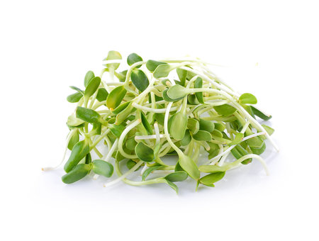 green young sunflower sprouts isolated on white backgroundの写真素材